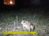 /home//u458753944/public_html/sourcegallery////Frogs/Bullfrogs 2016-08 Ontario/P8101475.JPG